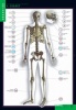 Комплект таблиц "БИОЛОГИЯ. Строение тела человека + раздаточные материалы" Учебный комплект из 10 таблиц, формат 68х98 см.