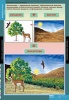 Комплект таблиц «БИОЛОГИЯ. Введение в экологию» Учебный комплект из 18 таблиц, формат 68х98 см.