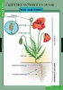 Комплект таблиц «БИОЛОГИЯ. Общее знакомство с цветковыми растениями» Учебный комплект из 6 таблиц, формат 68х98 см.