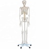Модель "Скелет человека" (170 см)
