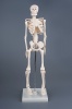Модель "Скелет человека" (42 см)