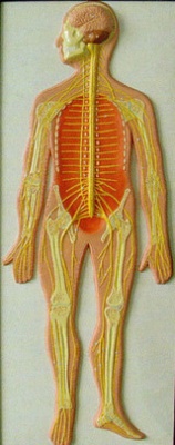 Модель барельефная «Нервная система человека»