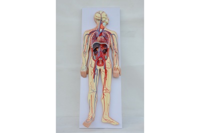 Модель барельефная «Кровеносная система человека»